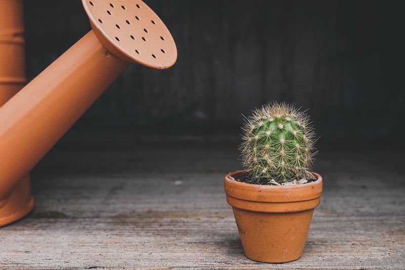 Tin Can Succulent Holders
